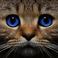 catmartovski